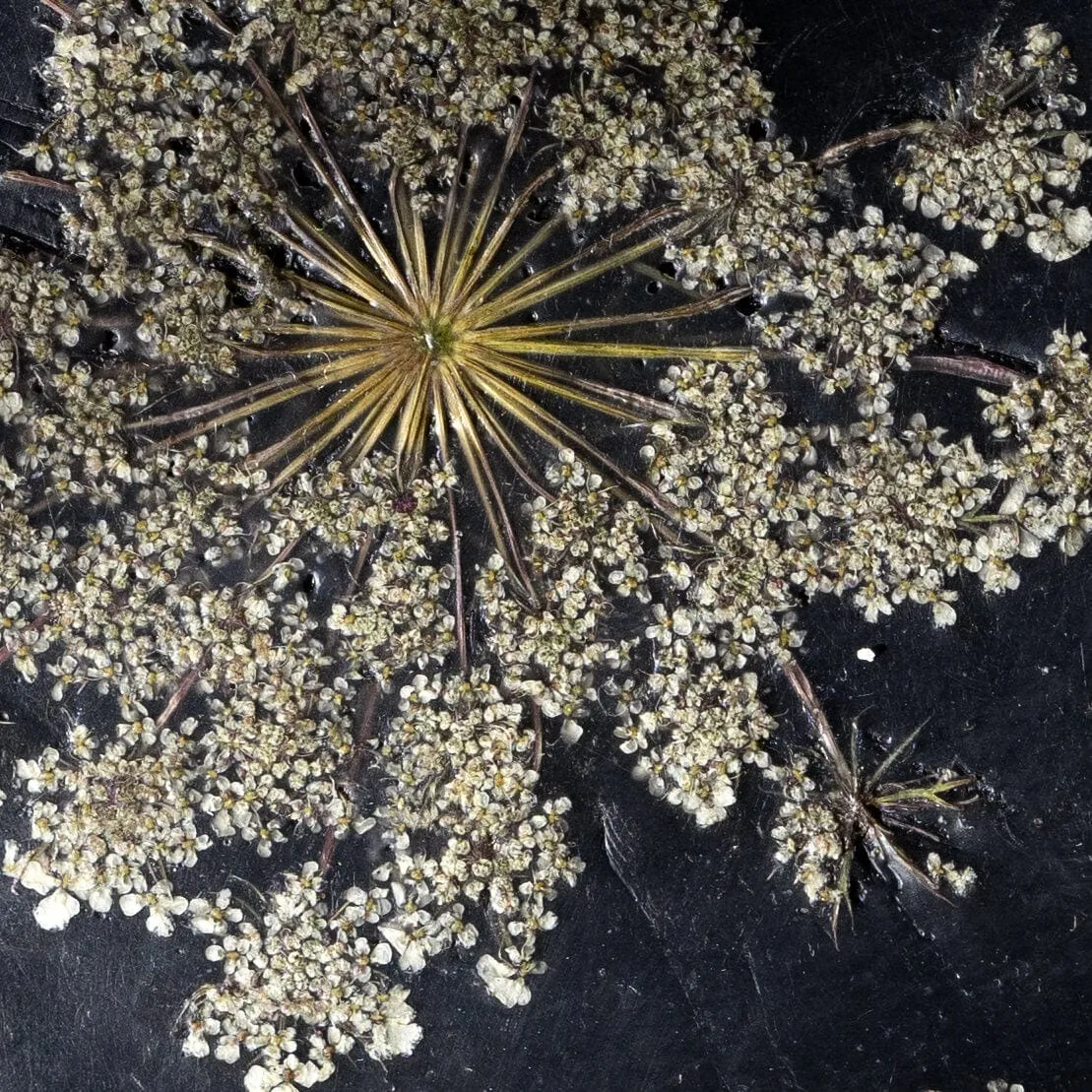 Esclusso Home Fragrance | Queen Ann's Lace